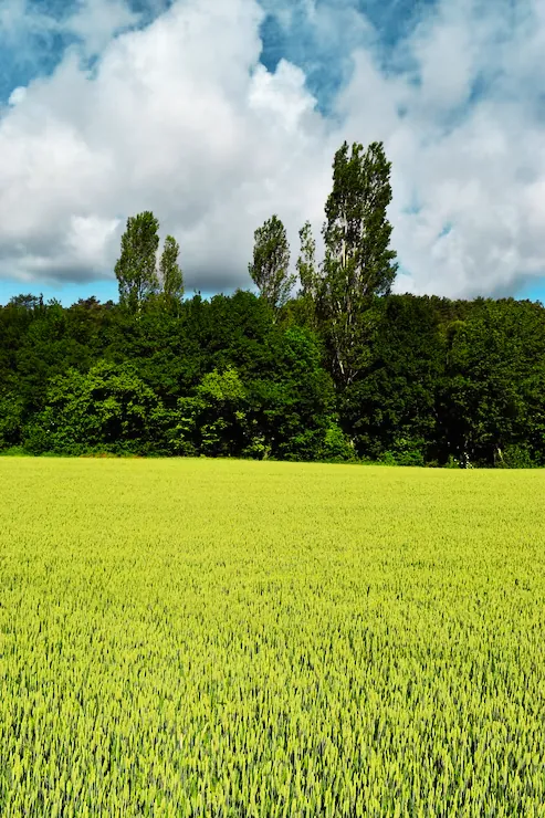 Cultivo de arroz de grano largo
