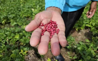 Frijol rojo seleccionado desde el campo
