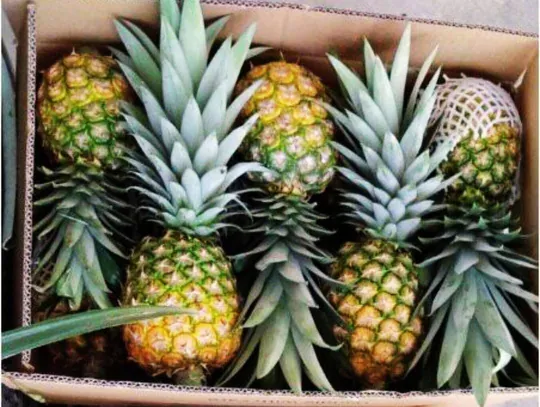 Piñas en caja comercial