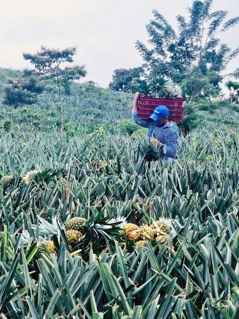 Cosecha de piña dulce