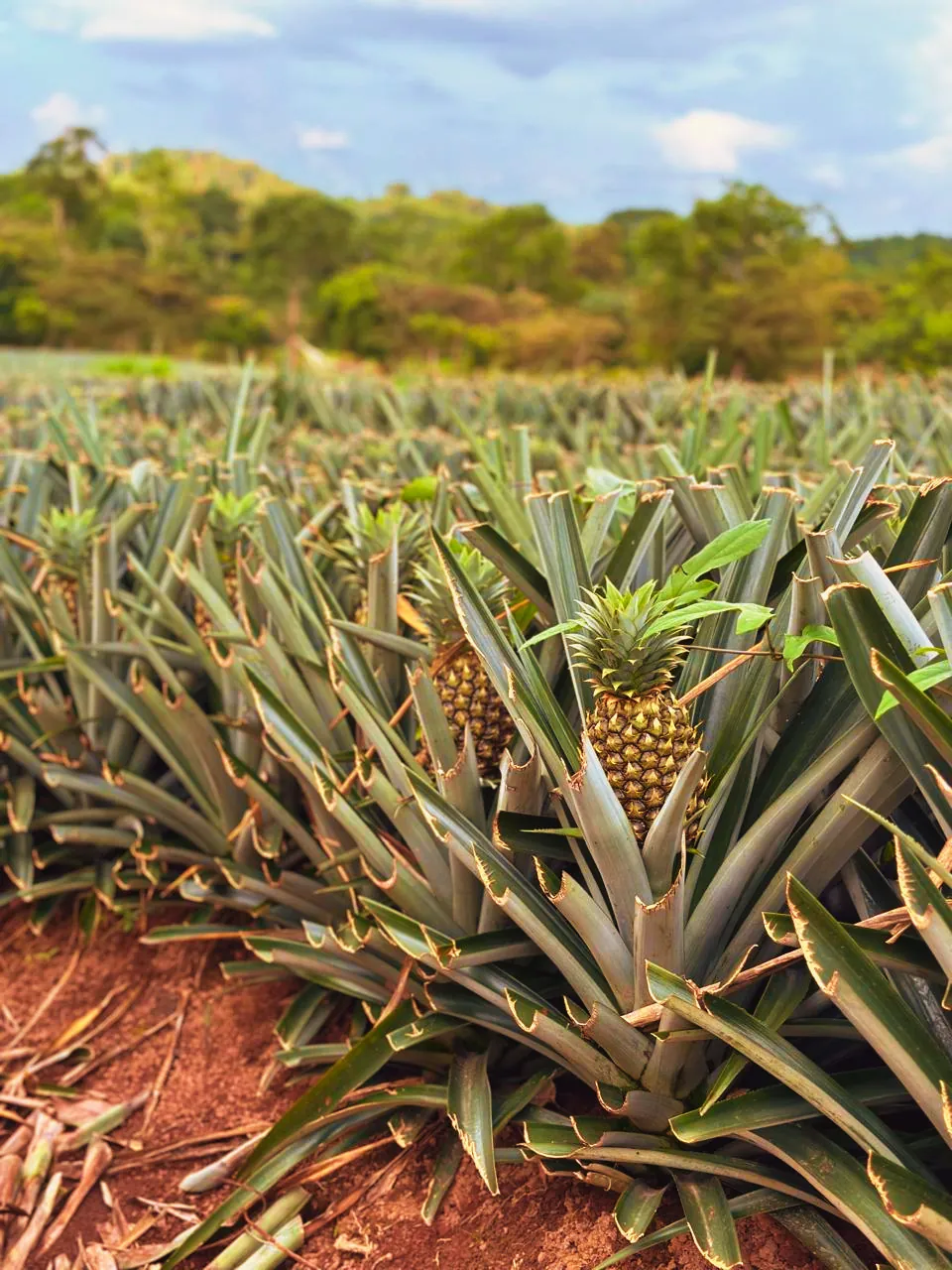 Piñas dulces en cultivo