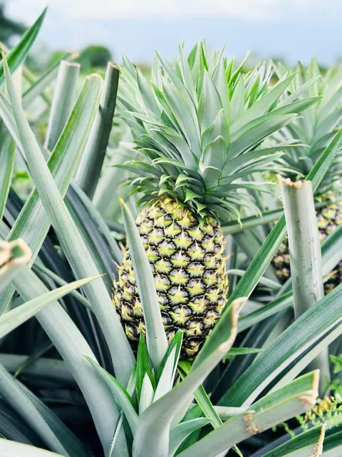 Detalle de piña en la planta