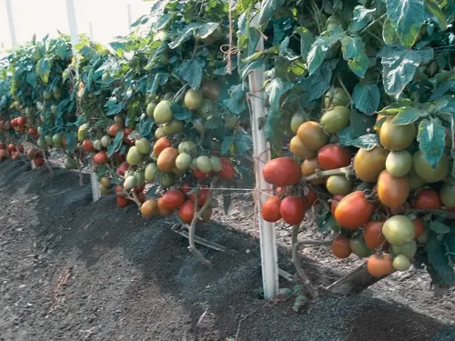 Campo de tomate en Somoto