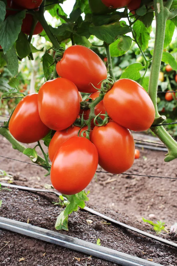 Tomate Pony Express en cultivo