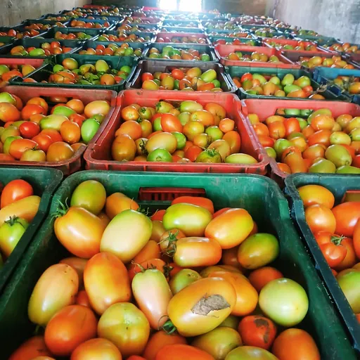 Tomates clasificados para mercado