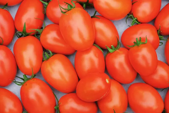 Tomates frescos seleccionados
